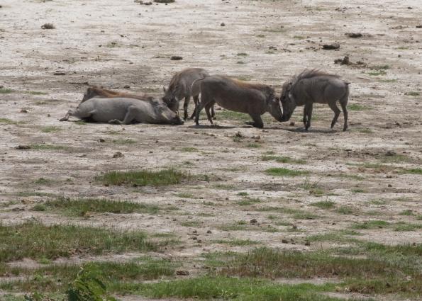 Arusha-6629.jpg - Warthogs