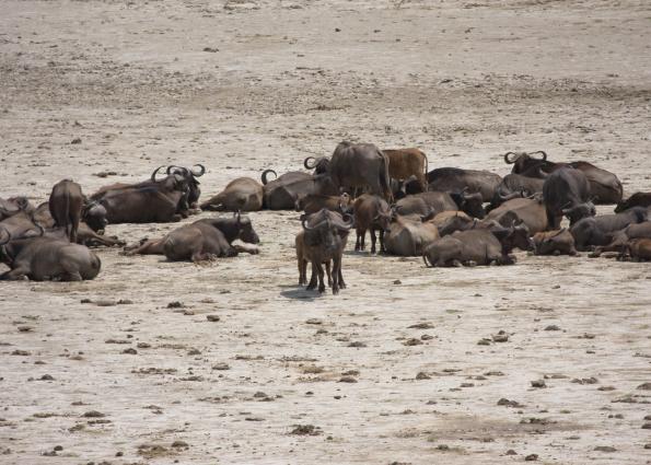 Arusha-6639.jpg - Cape buffalo