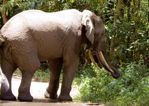 Mamyara-3897.jpg - Cleaning the tusks