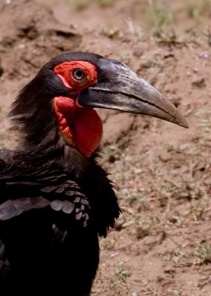 Mamyara-4044.jpg - Ground Hornbill