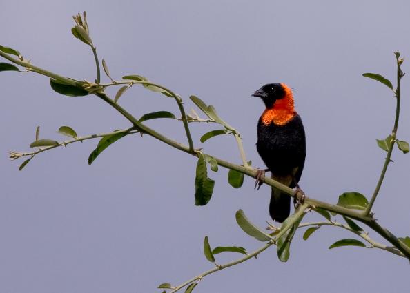 Mamyara-4231.jpg - Northern Red Bishop