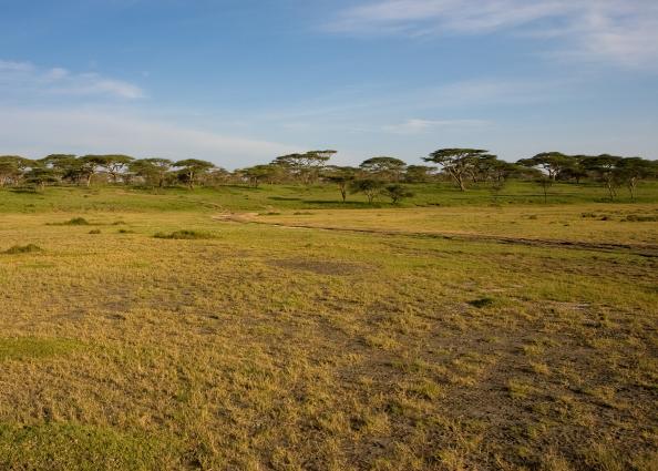 Serengeti-3377.jpg