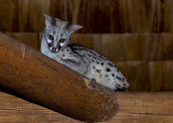 Serengeti-9054.jpg - Large-spotted Genet at Ndutu Lodge