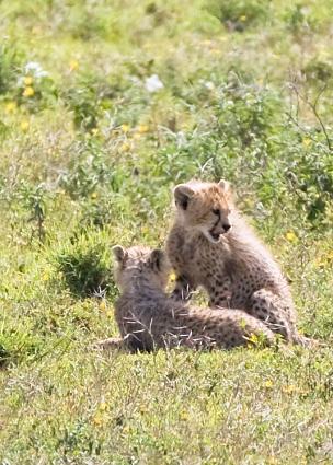 Serengeti-9501.jpg