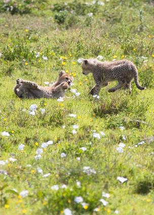 Serengeti-9524.jpg