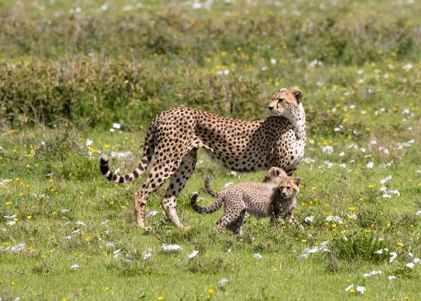 Serengeti-9622.jpg