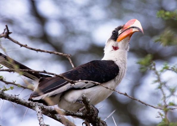 Serengeti-9800.jpg - Von Der Decken's Hornbill