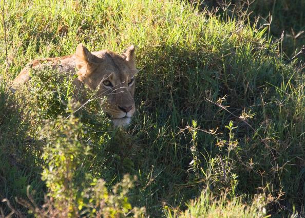 Ngorongoro-0309.jpg - Lion on a hunt in the Crater