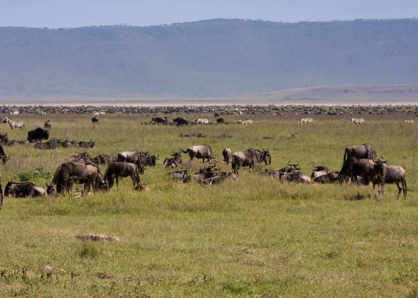 Ngorongoro-0528.jpg