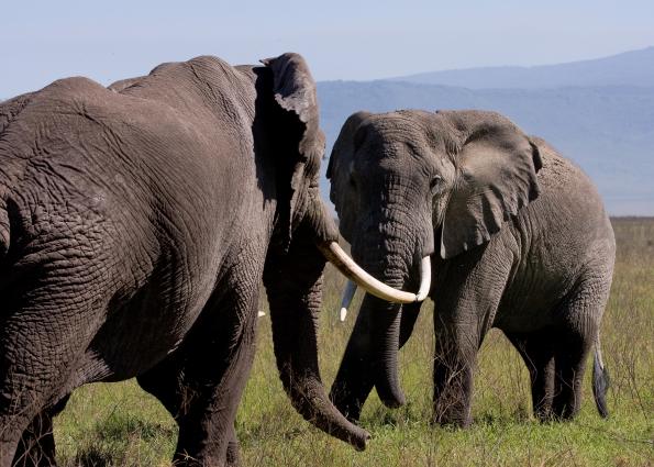 Ngorongoro-0595.jpg