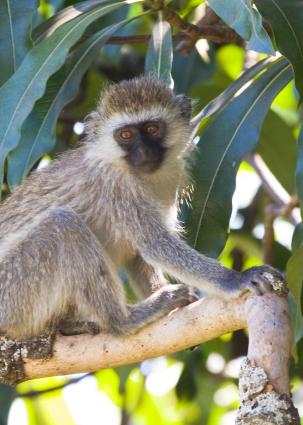 Ngorongoro-0684.jpg - Black-faced Vervet Monkey