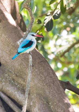 Ngorongoro-0696.jpg - Woodland Kingfisher