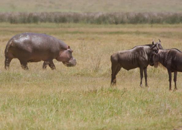 Ngorongoro-0842.jpg