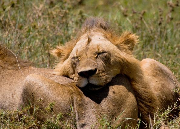 Ngorongoro-1057.jpg