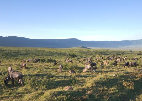 Ngorongoro-3487.jpg