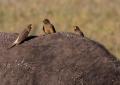 Ngorongoro-0363