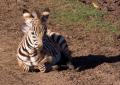 Ngorongoro-0431