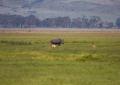 Ngorongoro-0486