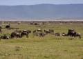 Ngorongoro-0528