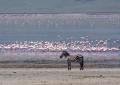 Ngorongoro-0761