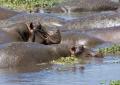 Ngorongoro-0868