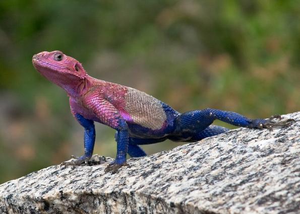 Serengeti-3363.jpg - Agama Lizard at Naabi Gate