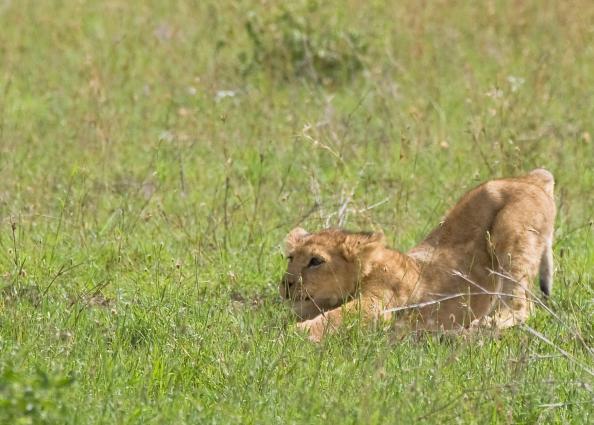 Serengeti-7233.jpg