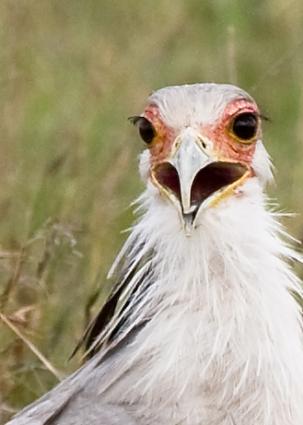 Serengeti-7517.jpg - Secretary Bird