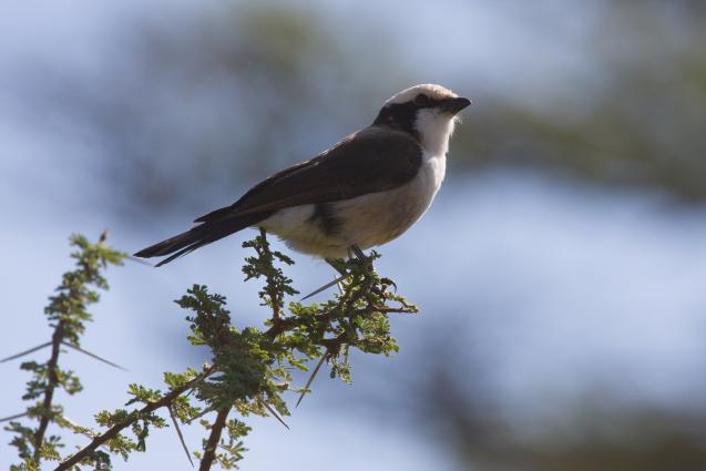 Serengeti-7834.jpg - Whitecrowned Shrike