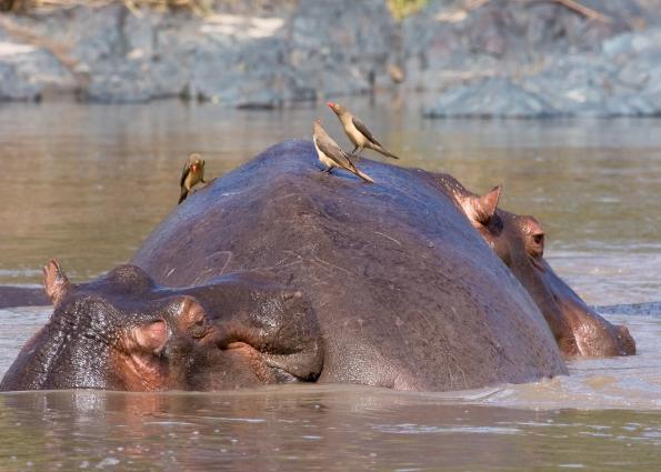 Serengeti-7902.jpg