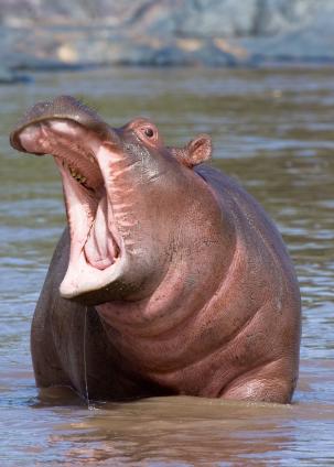 Serengeti-7922.jpg - Baby hippo