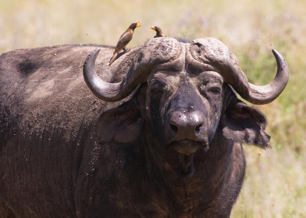 Serengeti-8044.jpg - Yellow-billed Oxpecker on Cape Buffalo