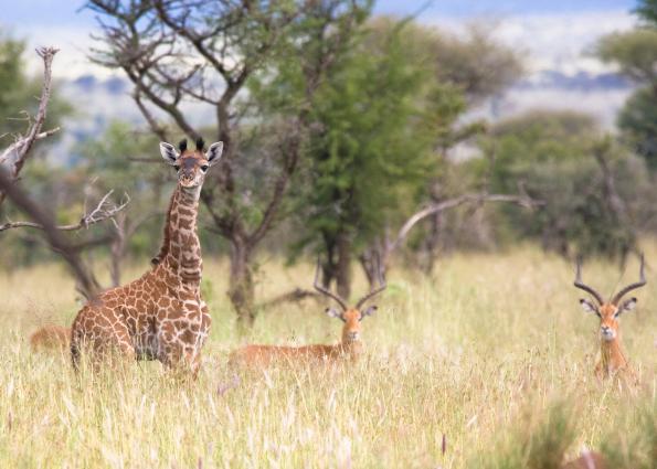 Serengeti-8160.jpg