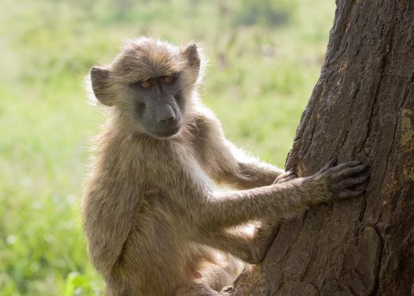 Serengeti-8346.jpg - Baboon