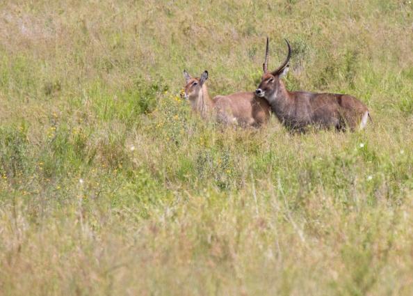 Serengeti-8448.jpg - Common WaterBuck