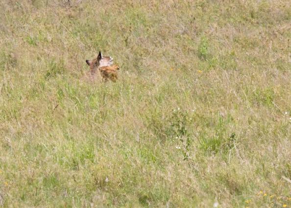 Serengeti-8467.jpg