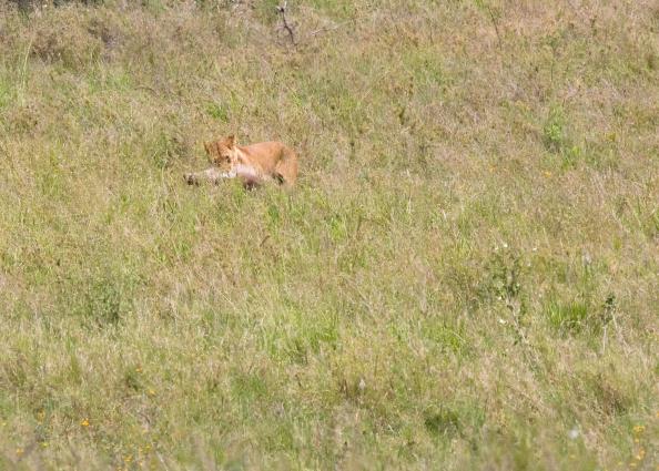 Serengeti-8472.jpg