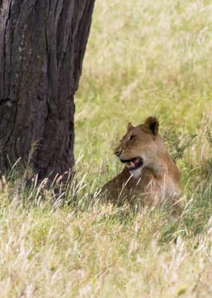 Serengeti-8543.jpg