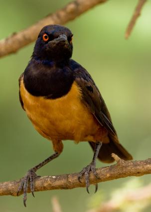 Serengeti-8743.jpg - Hildebrandt's Starling