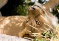Serengeti-7513
