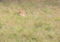 Serengeti-8468