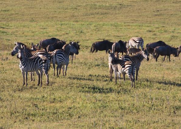 Ngorongoro-0301.jpg