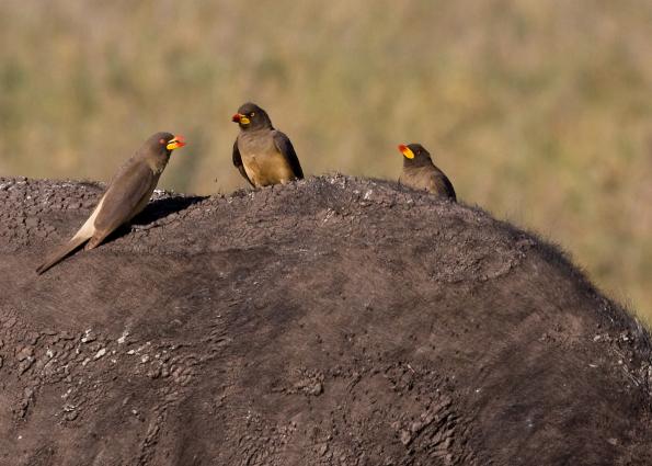 Ngorongoro-0363.jpg - Yellow-billed Oxpecker