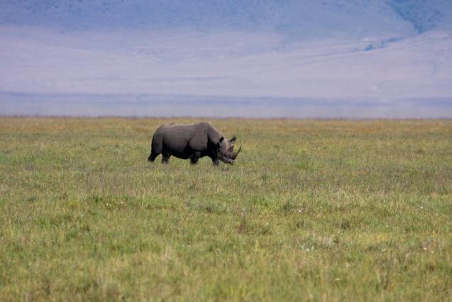 Ngorongoro-0525.jpg