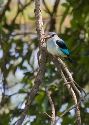 Ngorongoro-0700.jpg - Woodland Kingfisher