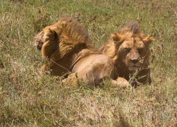 Ngorongoro-1011.jpg - More lions