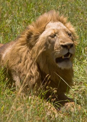 Ngorongoro-1025.jpg