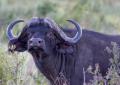 Ngorongoro-0233