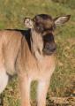 Ngorongoro-0251