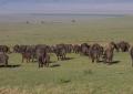 Ngorongoro-0278